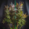 Blueberry Seeds - Cannabis Strain Seeds for Sale