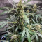 Gorilla Punch Seeds