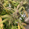 Mimosa x Orange Punch Seeds (Barneys Farm)