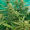Wedding Cake Auto feminized seeds for sale by Original Sensible Seeds
