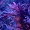 Bruce Banner Auto (Herbies Seeds)