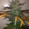 Vente de graines de cannabis Special Kush #1 (RQS)