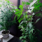 Mimosa EVO Seeds (Barney’s Farm) - Cannabis Strain Seeds for Sale