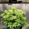 DDoS #33 Seeds (Herbies Seeds) - Cannabis Strain Seeds for Sale