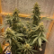 Critical Kush Seeds (Barney's Farm)