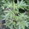 Buy Auto Brooklyn Sunrise feminized seeds by Dutch Passion