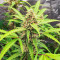 Scarlet Skunk Autoflower Feminized Seeds (Easy Grow Seeds)