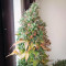 Amnesia Auto
