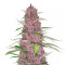 Auto Mix Pack #1 Feminized Seeds (Herbies Seeds)