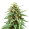 Caramella Auto (Expert Seeds)