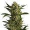 Graines de cannabis Cherry Grapefruit (Kera Seeds)