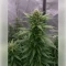 Fat Bastard Auto Seeds