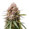 Guava Runtz Auto feminisierte Samen (Fast Buds)