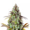 Graines féminisées d’Original Big Bud Auto (Fast Buds)