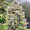 Original Big Bud Seeds