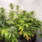 Sementes Feminizadas de Purple Gelato Autoflower (Seedkeepers)