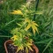 Sour Diesel Auto Seeds