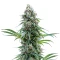 Space Queen feminisierte Samen (Brothers Grimm Seeds)