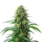 Steve’s Dream Queen Seeds