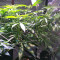 Graines de cannabis Three Blue Kings (Humboldt Seeds Organization)