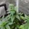 Trop Cherry Seeds (Original Sensible Seeds)