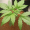 Wedding Glue Auto Feminized Seeds (Fast Buds)