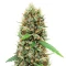 White Widow Autoflower Seeds (Herbies Seeds)