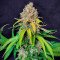 Super Silver Haze Seeds (Green House Seeds)