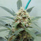 Big Bud Auto Feminized Seeds (Herbies Seeds USA)