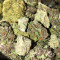501st OG regular seeds