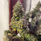 Original Auto Chemdawg Seeds