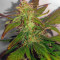 Auto Kaya 47 feminized seeds