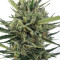 Auto Malawi x Northern Lights