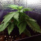 Auto Super Skunk (Auto Skunk) Seeds