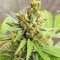 Bangi Haze x Ethiopian Seeds