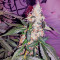 Blue Kush 99 Auto (Xtreme Seeds)