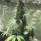 CBD 1:1 Silver Lime Haze (Seedstockers)