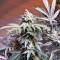 Cinderella XX (Brothers Grimm Seeds)
