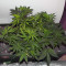 Crazy Mouse Cheese Seeds