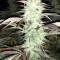 Critical Seeds