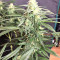 Critical Seeds