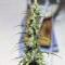 Destroyer Regular seeds