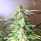 Gnasha (Big Head Seeds)