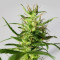 Golden Tiger strain
