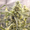 Golden Tiger Regular seeds