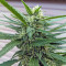 Gorilla (GG#4 Original Glue) feminized seeds