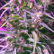 Graines de cannabis Green Haze Regular (Ace Seeds)