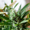 Hijack Auto feminized seeds