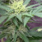 HulkBerry strain