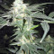 Graines de cannabis King Kong (Big Buddha Seeds)